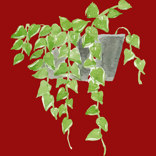 悬挂绿植装饰