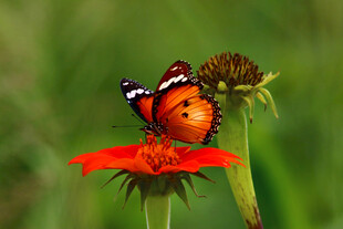 蝴蝶
