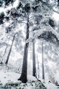 雪覆黄山松林美景
