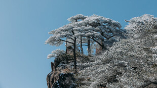 黄山雪覆青松
