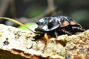 黑色甲虫栖息于木头上