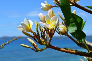 海边绽放的鸡蛋花