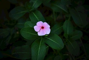 娇艳粉色长春花