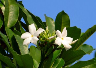 枝头绽放的海芒果花朵