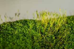 翠绿苔藓