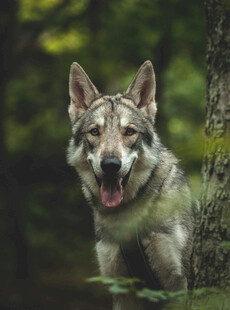 森林中咧嘴笑的帅气狼犬