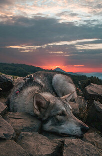 夕阳下休憩的狼群