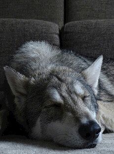熟睡的狼犬