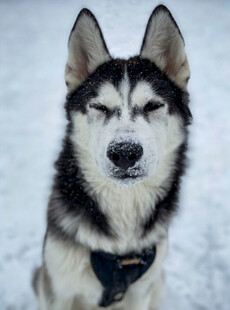 雪地中闭眼的帅气哈士奇