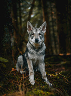 森林中的帅气灰狼犬