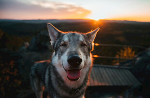 夕阳下咧嘴笑的帅气狼犬