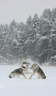 雪地中嬉戏的几只狼
