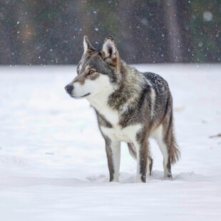 雪地中的狼犬