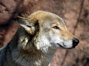 孤狼侧影