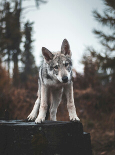 站在石上的可爱小狼犬