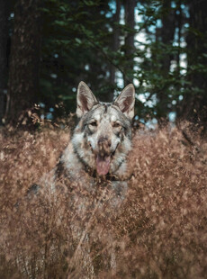 田野中的可爱牧羊犬