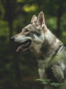 森林中的帅气狼犬