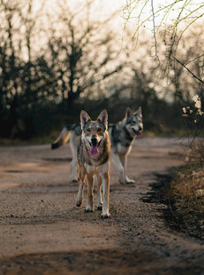 三只狼犬在道路上奔跑