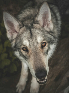 凝视的狼犬