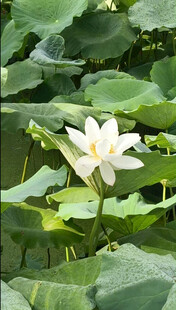 荷花素材