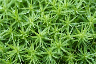 翠绿丛生的针状植物