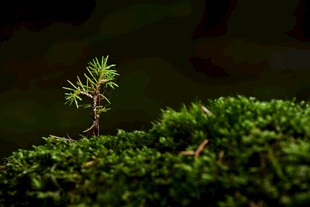 嫩绿幼苗生于翠绿苔藓间