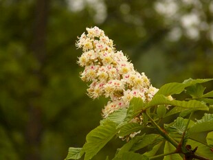 盛开的栗花