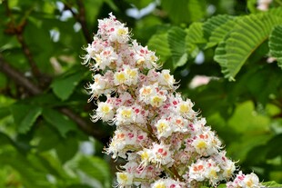 盛开的栗花