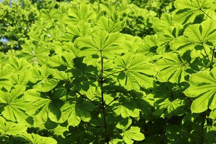 翠绿繁茂的掌状叶片植物