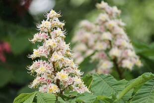 盛开的栗花