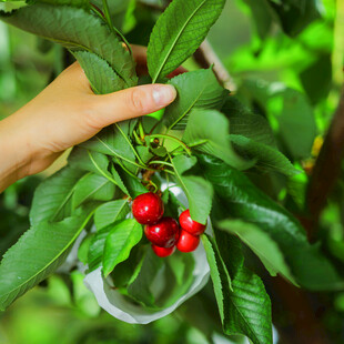 手摘鲜红饱满的树上果实