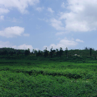 广袤绿野