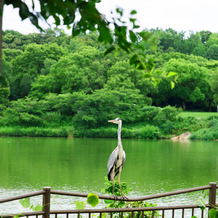 湖畔鹭影