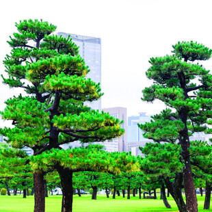 城市中挺拔的翠绿松树