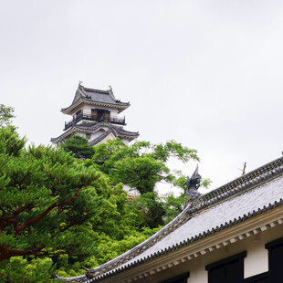 日本古建筑旁的葱郁绿树