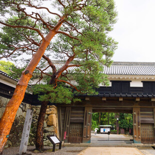 日式古松与传统建筑