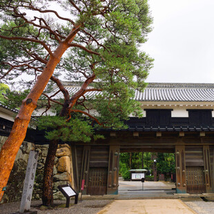 日式古建前的苍劲松树