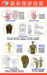 人体解剖结构示意图