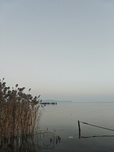 湖畔芦苇