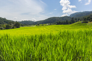 翠绿稻田与远山蓝天美景