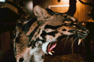 张着大嘴的凶猛豹猫