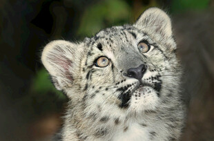 可爱雪豹幼崽抬头凝望