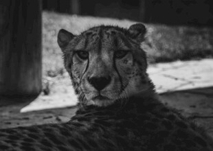 凝视的猎豹