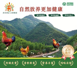 自然放养健康鸡