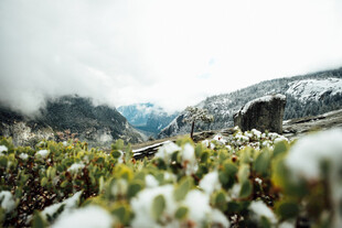 山间覆雪绿植景观
