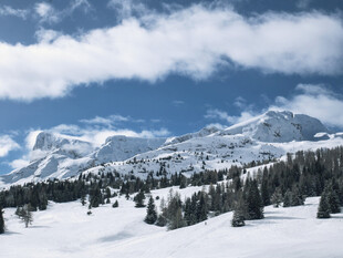 雪山松林美景