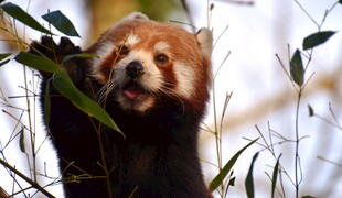 小熊猫进食嫩绿竹叶