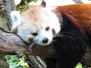 小熊猫慵懒趴于树干
