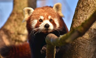 小熊猫攀于树枝上