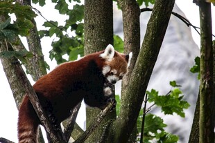 小熊猫在树上休憩